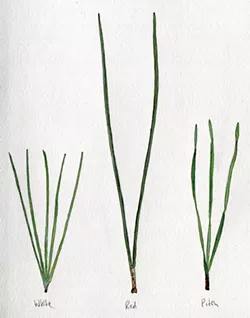 Pine varieties: White, Red, Pitch - JEANIE WILLIAMS