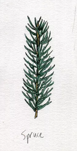 Spruce - JEANIE WILLIAMS
