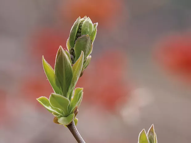 Spring buds - BRAD CALKINS | DREAMSTIME