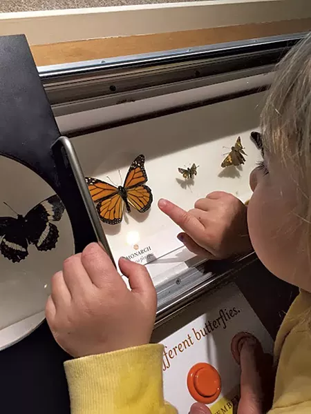 The butterfly exhibit at Fairbanks Museum - MEREDITH COEYMAN