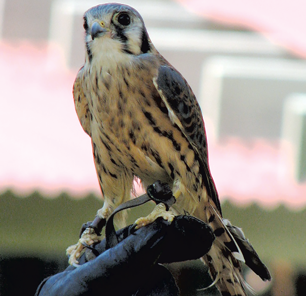An American kestrel at VINS