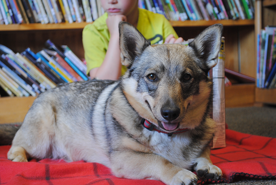 Swedish vallhund Cora - DARCIE ABBENE
