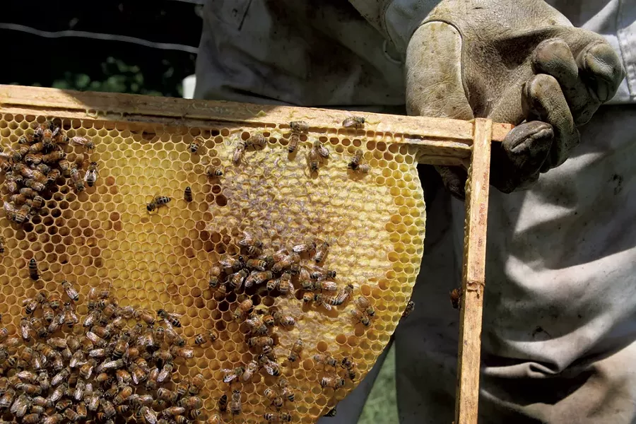 A frame from the beehive - KATIE TAYLOR