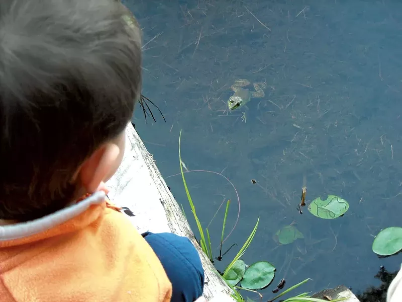 Follow the croaking sounds to find frogs - COURTESY OF BEN WANG