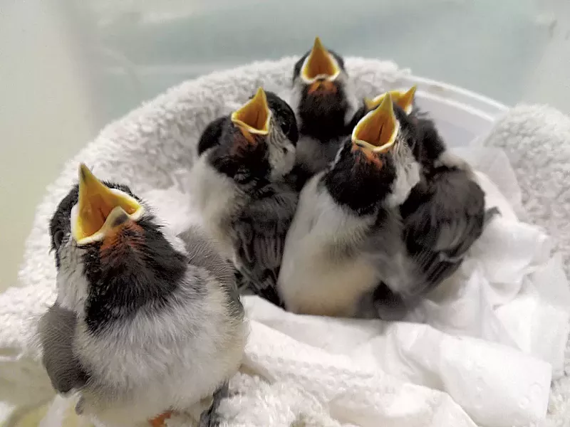 Black-capped chickadees being fed at VINS' wild bird rehabilitation center - COURTESY OF VINS