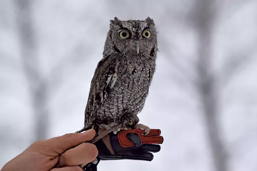 A screech owl at VINS - COURTESY OF VINS