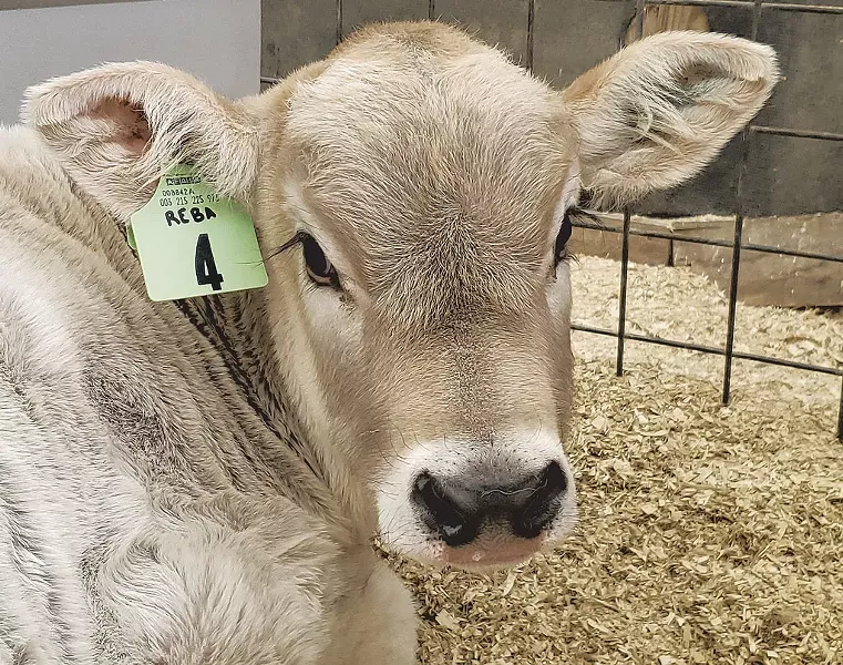 Reba the calf at Shelburne Farms - COURTESY OF SHELBURNE FARMS