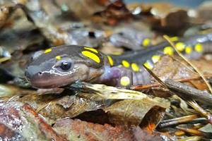Save Salamanders While Social Distancing