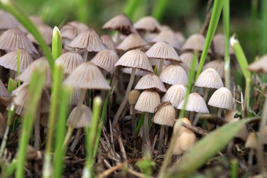 New Group Pushes For Reforms On Magic Mushrooms News Blog