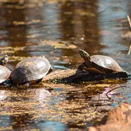 Republicans working to eliminate half of Michigan's protected wetlands