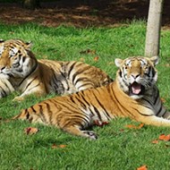 Detroit Zoo ramps up precautionary measures for its big cats after Bronx Zoo tiger diagnosed with coronavirus