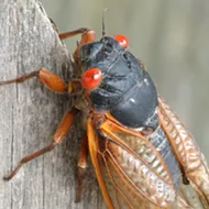 Brood X cicadas will soon emerge in Michigan after 17 years underground