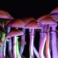 Ann Arbor declares September Psychedelics Awareness Month &mdash;&nbsp;and we're tripping