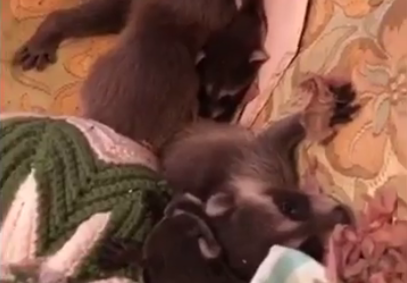 Firefighters learn not to mess with mother raccoon
