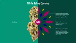 The size of the shapes corresponds to their potency. - COURTESY OF LEAFLY.COM