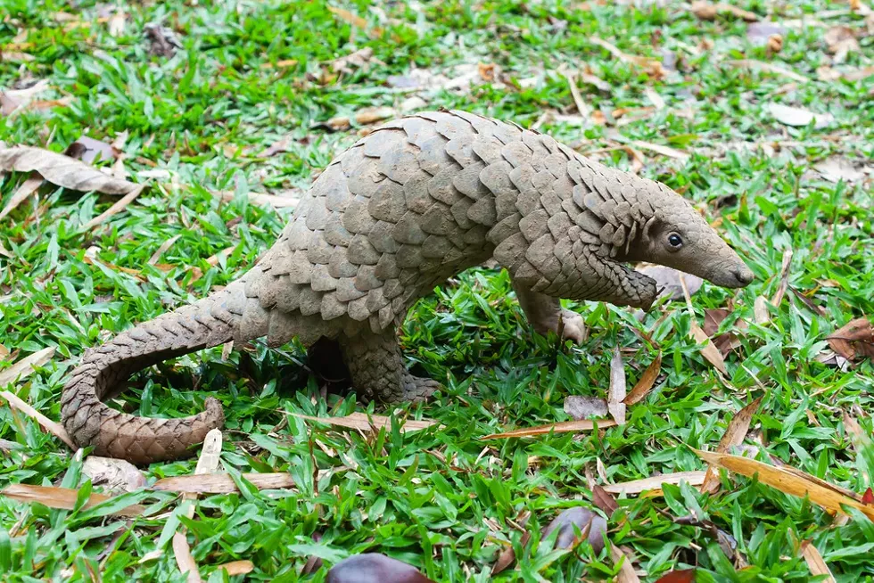 This is a pangolin. - SHUTTERSTOCK