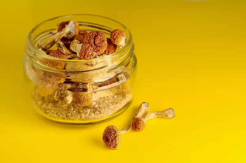 Dry psilocybin mushrooms. - SHUTTERSTOCK.COM