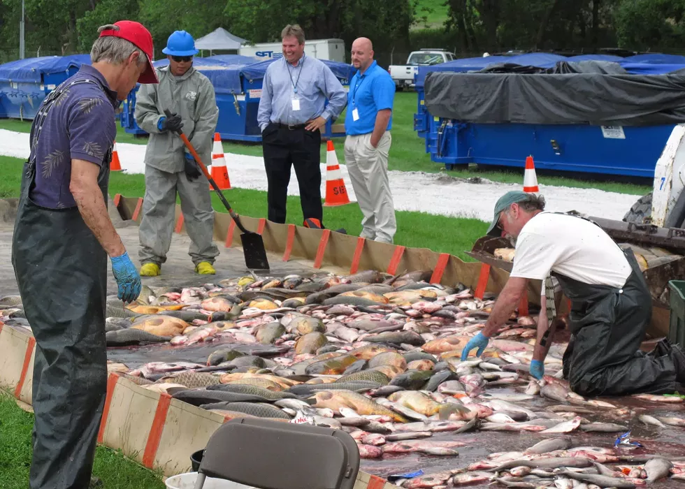Fish-sorting and disposal operations after rotenone poisoning in May, 2010. - LT. DAVID FRENCH./U.S. COAST GUARD
