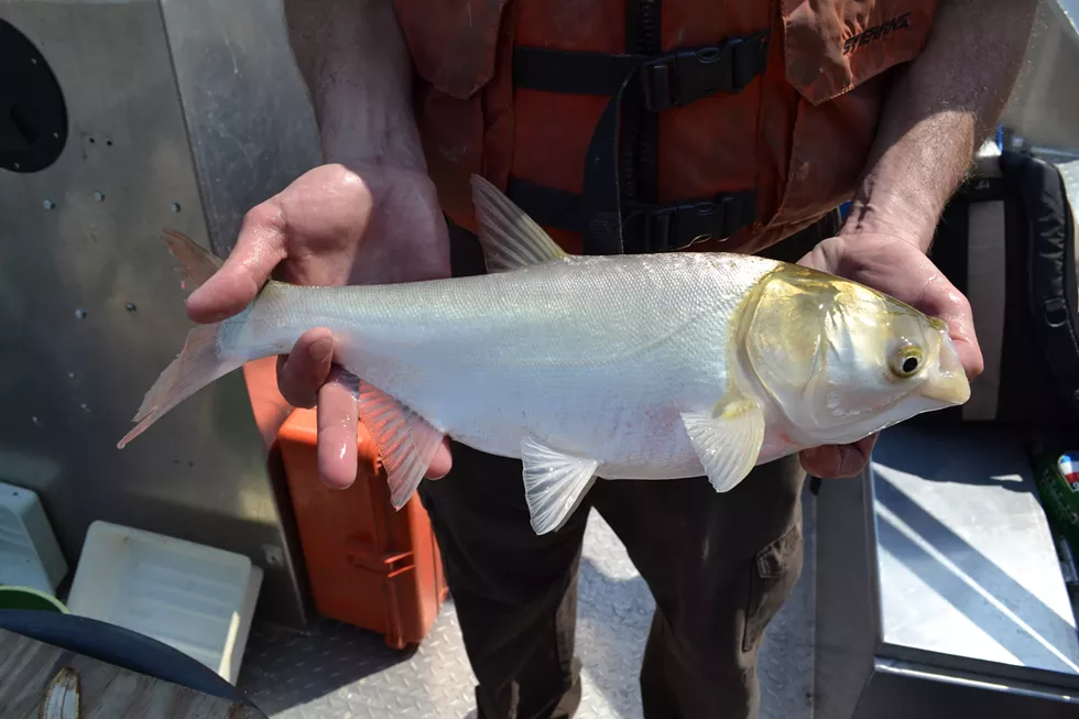 Silver carp. - ASIAN CARP REGIONAL COORDINATING COMMITTEE