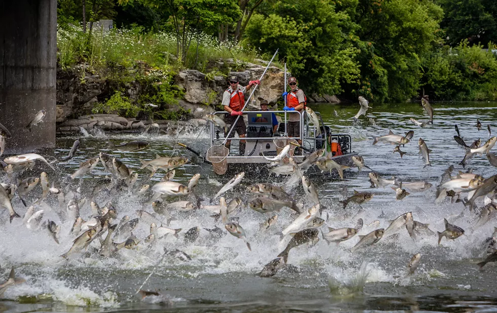 Silver carp jumping in the Fox River in Illinois. - RYAN HAGERTY/U.S. FISH AND WILDLIFE SERVICE