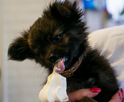 A puppy eats a vanilla custard cone at Custard & Co. in Royal Oak. - TOM PERKINS