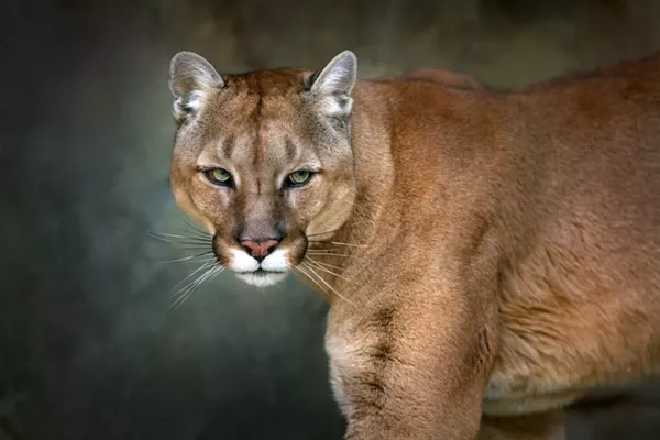 Lansing area cougar sighting confirmed by state News Hits Lansing area cougar sighting confirmed by state News Hits