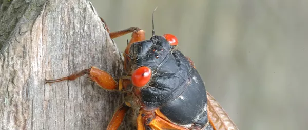 Brood X cicadas will soon emerge in Michigan after 17 years underground