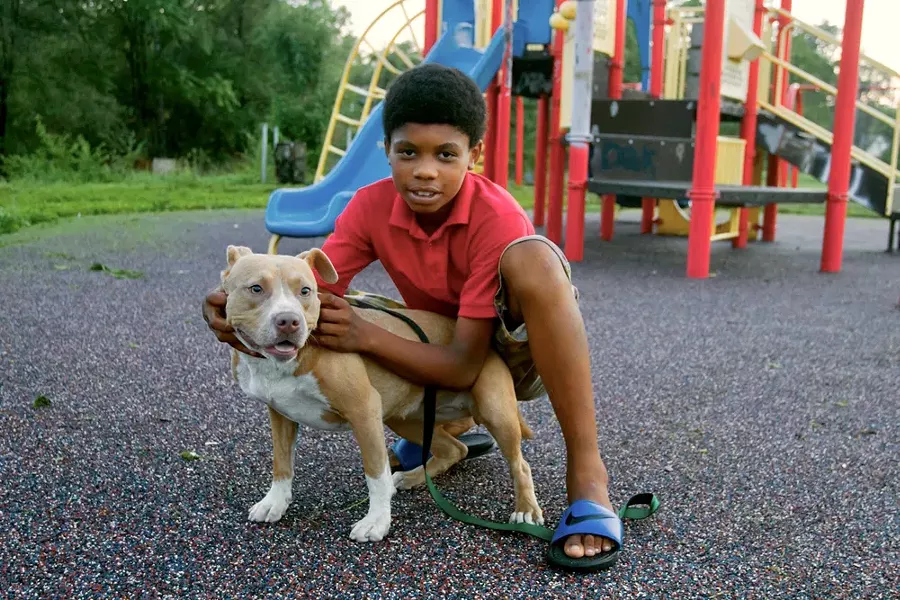 A boy plays with a bully breed dog at a park. - STEVE NEAVLING