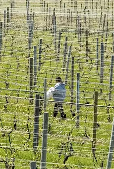 A migrant worker walking across vineyard in northern Michigan.