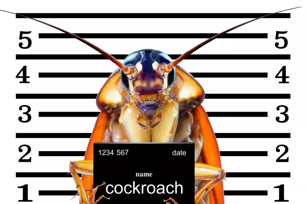 How To Kill Cockroaches