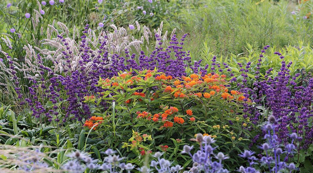 Piet Oudolf Garden Breaks Ground On Belle Isle News Hits