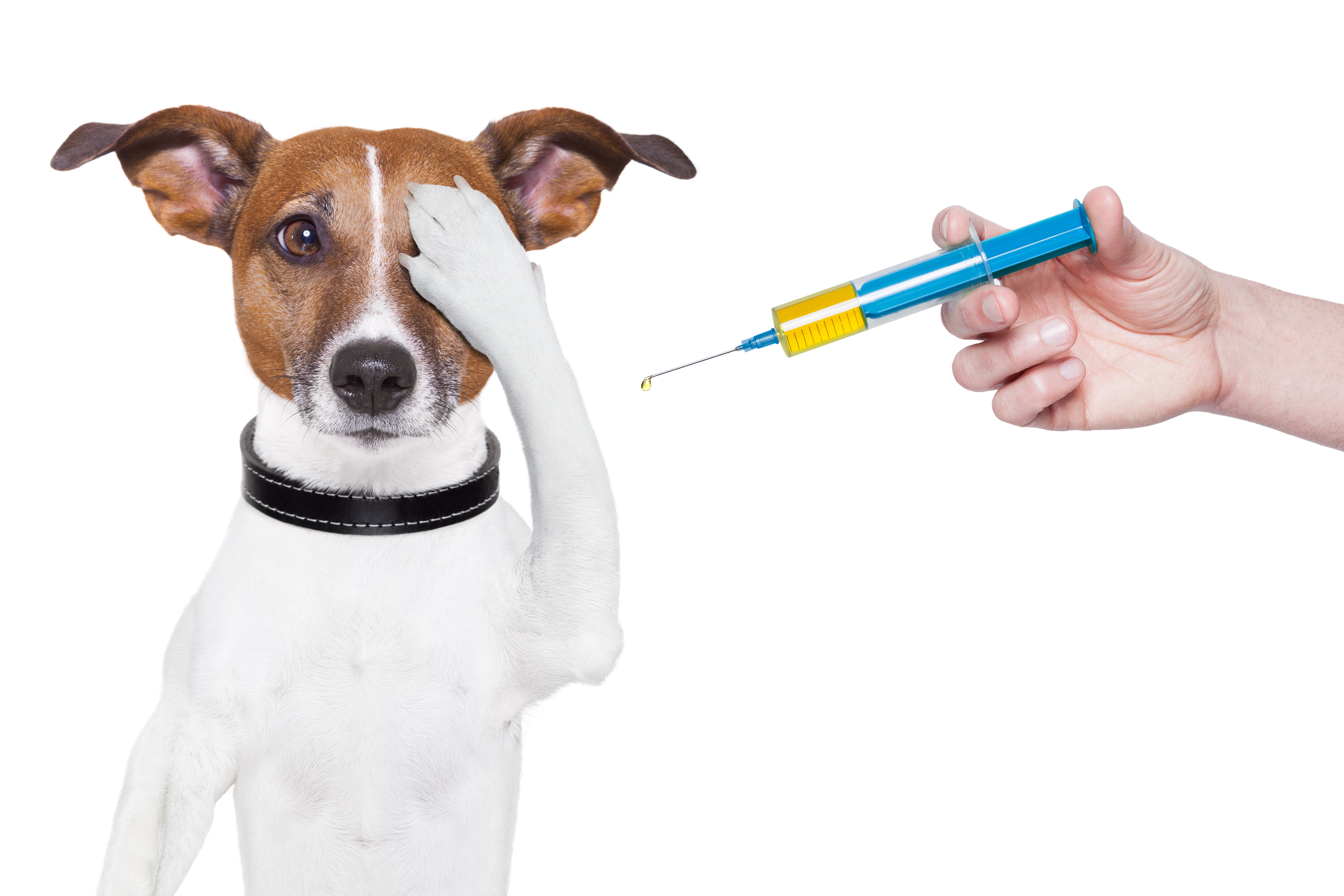 worm shots for dogs