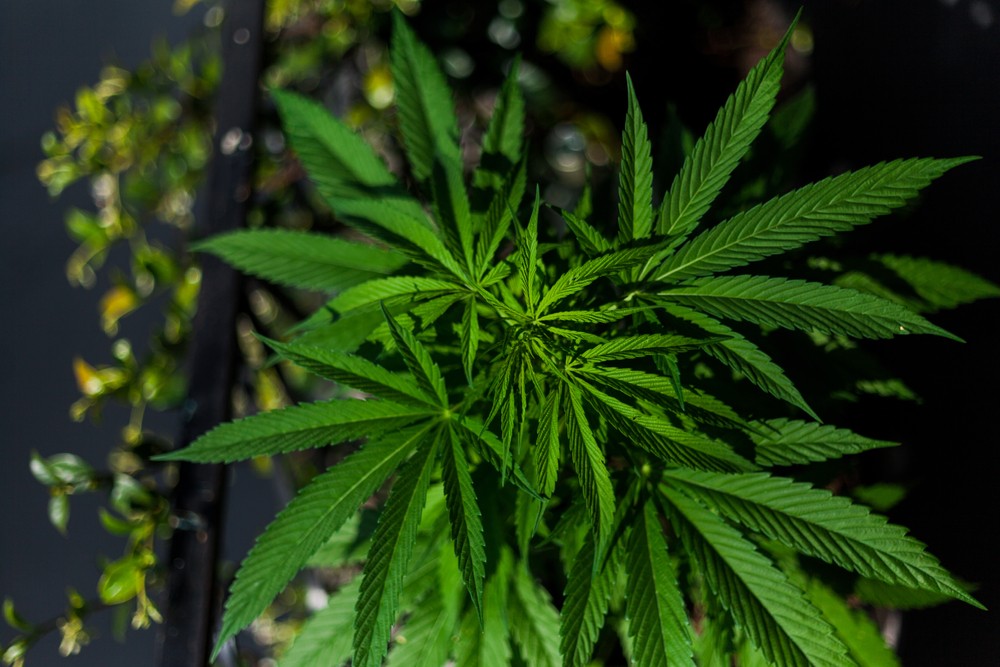 Senate Democratic leaders unveil draft bill to legalize marijuana - Roll  Call