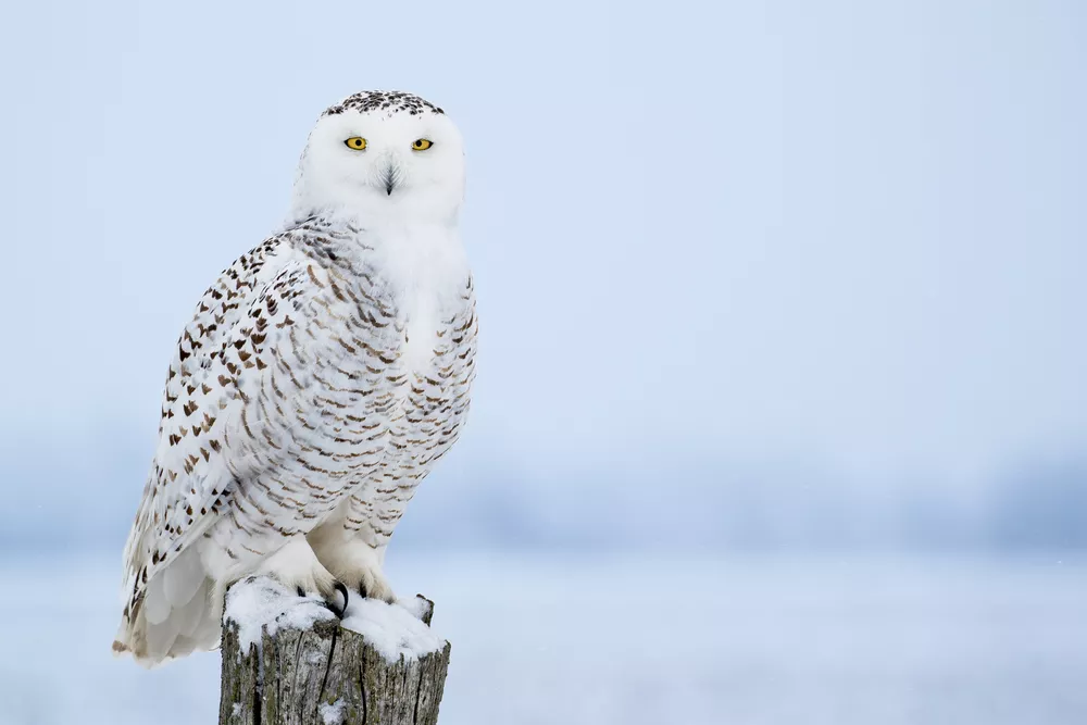 Snowy Owl Classification Chart