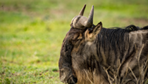Detroit Zoo brings back wildebeests after 79 years