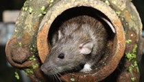 Detroit is in the top ten most rat infested sites in America