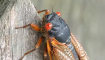 Brood X cicadas will soon emerge in Michigan after 17 years underground