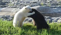Grizzly and polar bear cubs are now best buds at the Detroit Zoo