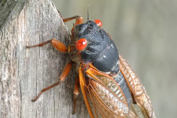 Brood X cicadas will soon emerge in Michigan after 17 years underground - Vimarsana News
