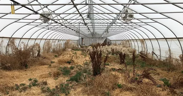 Can Detroit's RecoveryPark recover? | Local News | Detroit - Vimarsana News