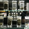 Sorry, stoners: Detroit extends moratorium on recreational marijuana dispensaries