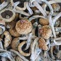 Detroit voters just decriminalized magic mushrooms and other 'entheogenic' plants