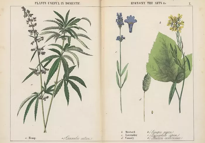 The City of Miami continues to argue that medical marijuana is still technically illegal under federal law. A U.S. Senate bill could change that. - BIODIVERSITY HERITAGE LIBRARY VIA FLICKR