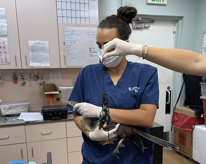 La procédure était un effort d'équipe pour stabiliser doucement l'anhinga et couper les fils du masque. - PHOTO AVEC L'AUTORISATION DE LA STATION DE PELICAN HARBOUR SEABIRD