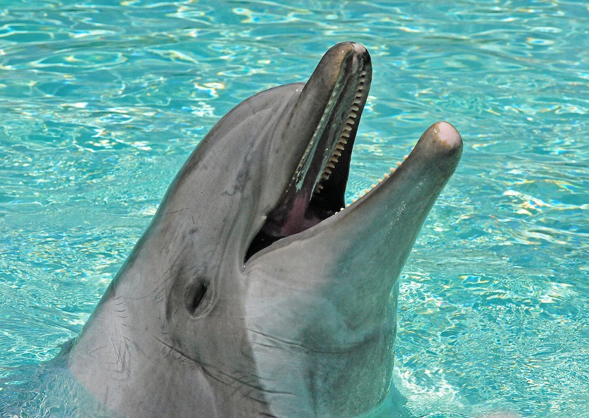 A bottlenose dolphin - PHOTO BY HEATHER PAUL VIA FLICKR
