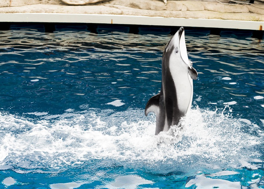 Catalina was a Pacific white-sided dolphin, the species pictured in this photo taken at the Vancouver Aquarium. - PHOTO BY HERBERT YU VIA FLICKR