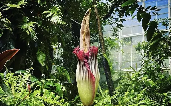 Stinkiest Flower Blooms Again at Fairchild Tropical Botanical Gardens