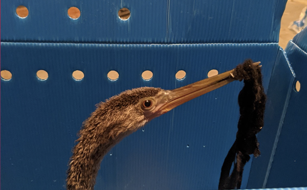Facemask Nearly Killed This Anhinga in Doral