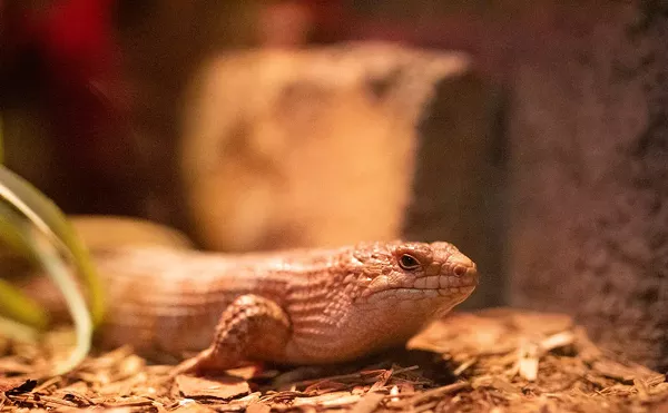 Aussie Lizard Smuggling: Miami Man Accused of "Gift -Wrapping" Australian Skinks