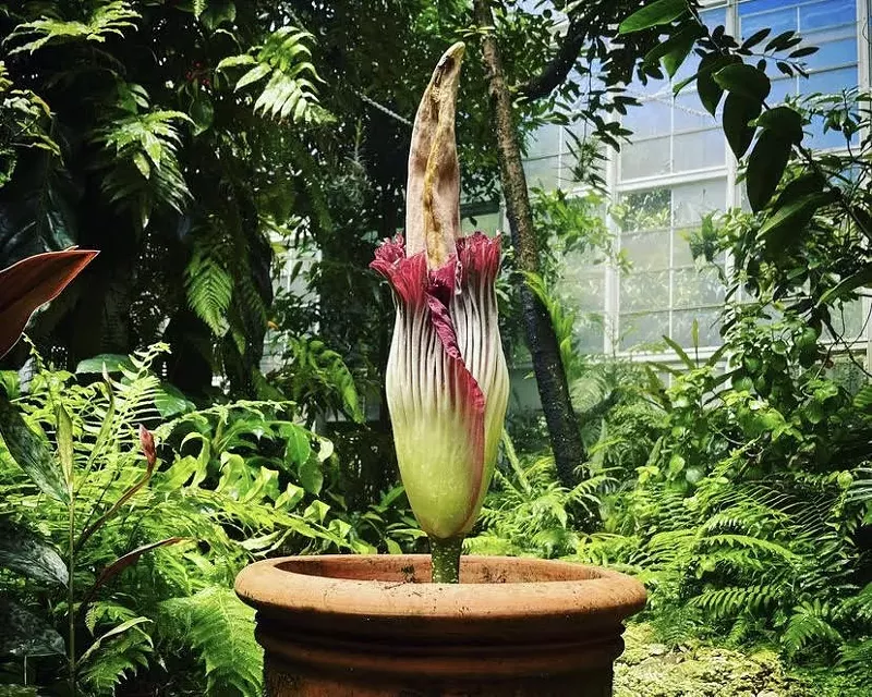 Rare Titan Arum Bloom At Fairchild Miami New Times Rare Titan Arum Bloom At Fairchild Miami New Times